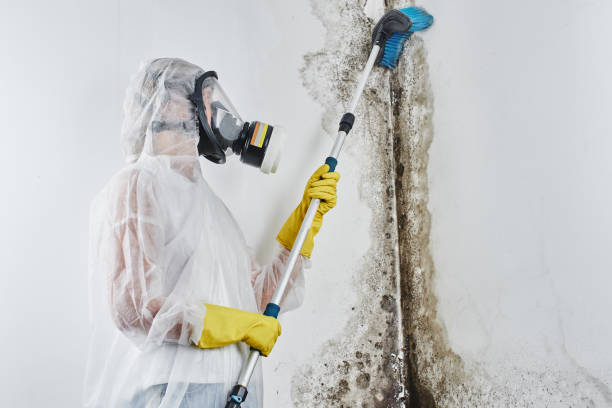 Best Localized Mold Remediation (e.g., coastal areas, humid climates) in Cockrell Hill, TX