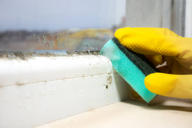 Professional Mold Remediation in Cockrell Hill, TX