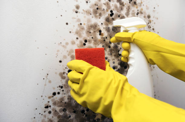 Best Mold Testing and Inspection Services in Cockrell Hill, TX